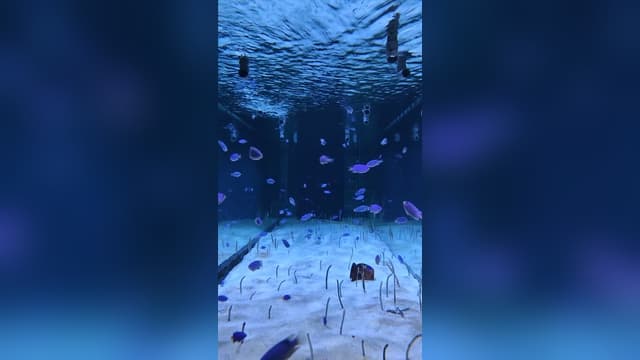 海洋馆